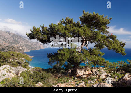 Arbre, pin, pin Brutia, grove, Grèce, Europe, ciel, pin, pin calabrais, conifère, Crète, littoral, paysage, paysage côtier, des terres Banque D'Images