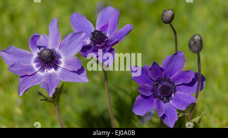 Anémone coronaria, anémone, Angiospermes, fleur, fleurir, s'épanouir, pétale, pétales, usine, flore, printemps flore, Crowfoot, plantes Banque D'Images