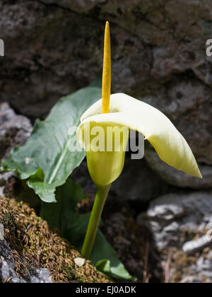 Araceae arum Arum creticum,,, s'épanouir, s'épanouir, fleur piston, usine, monocotylédones, flore, jaune, piston, Kretischer arum, pl Banque D'Images