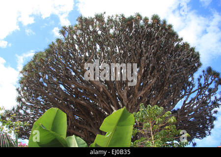 L'Espagne, l'Europe, Tenerife, Canaries, Santa Cruz de Vinos, lâche Drago Milenario, arbre, arbre dragon, Dracaena draco, Banque D'Images