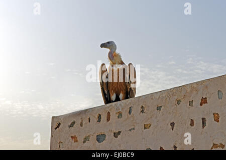 Moyen Orient, Proche Orient, Émirats arabes unis, ÉMIRATS ARABES UNIS, Sharjah, Khor Kalba, Al Ghayl fort, vautour fauve, Gyps fulvus, ornithologic Banque D'Images