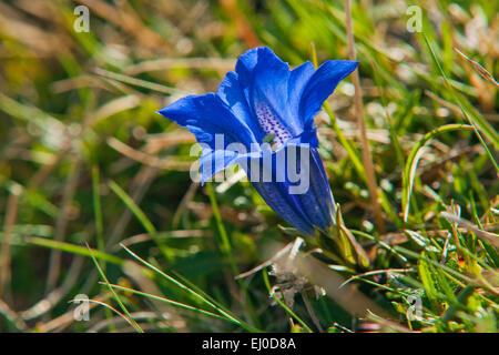 Bavière, Europe, Allemagne, fleur, fleurs de montagne, de gentiane, gentiane, gentiane, Gentiana clusii Clusius, bleu, tasse, ALP, m Banque D'Images