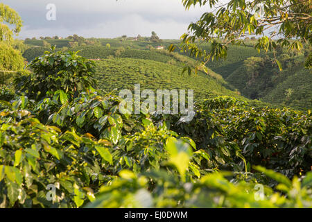 Amérique du Sud, Amérique latine, Colombie, la production de café, du café, de l'agriculture, vert, Pereira Banque D'Images