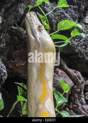Albino, carnivores, à l'étroit, Zoo de Dallas, non venimeux, Python reticulatus, Reptile, Python réticulé, en Asie du sud-est, Squa Banque D'Images