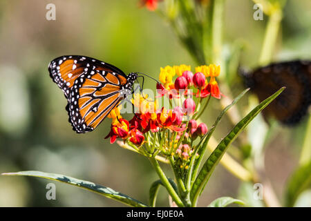 Asclepias curassavica, sang-fleur, Danaus gilippus, Schmetterling, l'Asclépiade tubéreuse Mexicaine, l'asclépiade, Nymphalidae, Reine Butterf Banque D'Images