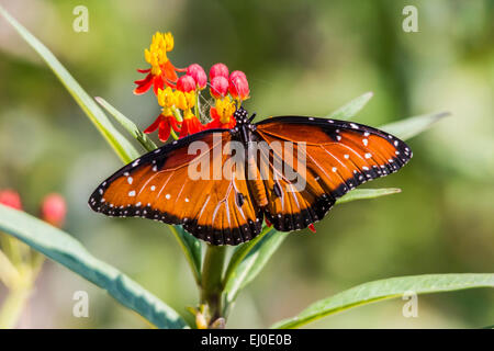 Asclepias curassavica, sang-fleur, Danaus gilippus, Schmetterling, l'Asclépiade tubéreuse Mexicaine, l'asclépiade, Nymphalidae, Reine Butterf Banque D'Images