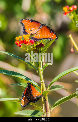 Asclepias curassavica, sang-fleur, Danaus gilippus, Schmetterling, l'Asclépiade tubéreuse Mexicaine, l'asclépiade, Nymphalidae, Reine Butterf Banque D'Images