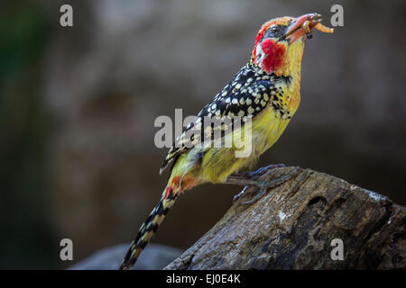 Zoo de Dallas, rouge jaune, Trachyphonus erythrocephalus barbet, oiseau Banque D'Images