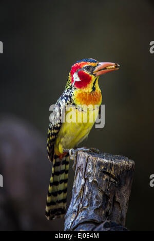 Zoo de Dallas, rouge jaune, Trachyphonus erythrocephalus barbet, oiseau Banque D'Images