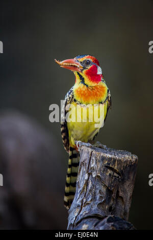 Zoo de Dallas, rouge jaune, Trachyphonus erythrocephalus barbet, oiseau Banque D'Images