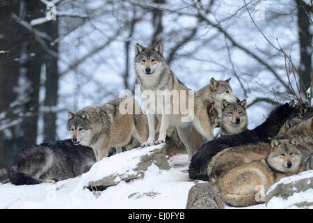 Le loup, animal, prédateur, les loups, les prédateurs, le loup gris, les canidés, Canis lupus lycaon, Allemagne, Europe, Banque D'Images