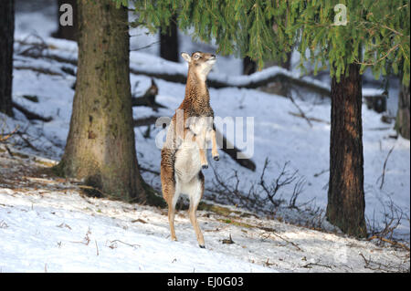 , Muofflon Muofflons, mountain sheep, Ovis ammon musimon, manteau d'hiver, de moutons, de moutons sauvages, des cornes, une ornière, animaux, animaux sauvages, winte Banque D'Images