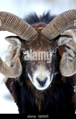 , Muofflon Muofflons, mountain sheep, Ovis ammon musimon, manteau d'hiver, de moutons, de moutons sauvages, des cornes, une ornière, animaux, animaux sauvages, winte Banque D'Images