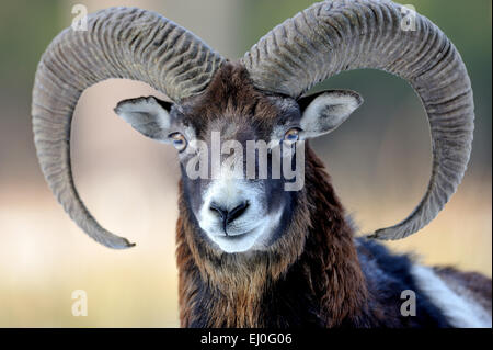 , Muofflon Muofflons, mountain sheep, Ovis ammon musimon, manteau d'hiver, de moutons, de moutons sauvages, des cornes, une ornière, animaux, animaux sauvages, winte Banque D'Images