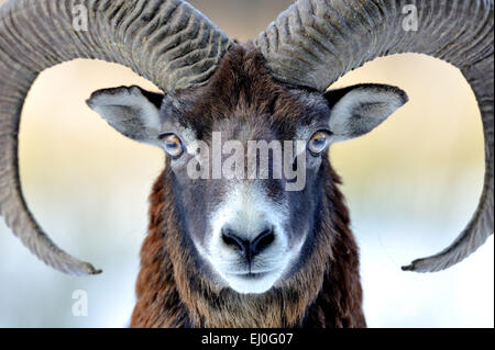 , Muofflon Muofflons, mountain sheep, Ovis ammon musimon, manteau d'hiver, de moutons, de moutons sauvages, des cornes, une ornière, animaux, animaux sauvages, winte Banque D'Images