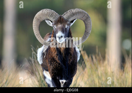 , Muofflon Muofflons, mountain sheep, Ovis ammon musimon, manteau d'hiver, de moutons, de moutons sauvages, des cornes, une ornière, animaux, animaux sauvages, winte Banque D'Images