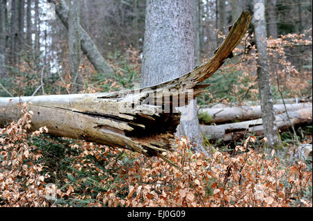 Coupe-vent, dommages, dommages-intérêts forestiers, bois, forêt, tempête de scolytes, dommages-intérêts, d'arbres, le dépérissement des forêts, d'épicéas, l'Allemagne, l'Europe, Banque D'Images