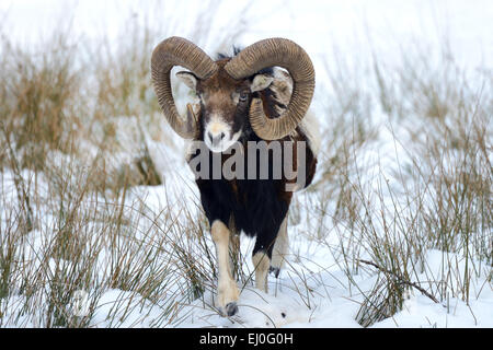 , Muofflon Muofflons, mountain sheep, Ovis ammon musimon, manteau d'hiver, de moutons, de moutons sauvages, des cornes, une ornière, animaux, animaux sauvages, winte Banque D'Images