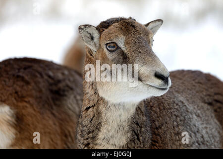 , Muofflon Muofflons, mountain sheep, Ovis ammon musimon, manteau d'hiver, de moutons, de moutons sauvages, des cornes, une ornière, animaux, animaux sauvages, winte Banque D'Images