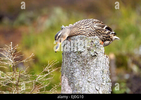 Duck, canard colvert, canard sauvage, canard plongeur, canards, oiseaux aquatiques, oiseaux d'eau, Anas platyrhynchos, oiseau, Oiseaux, canards sauvages, des canards colverts, des duc Banque D'Images