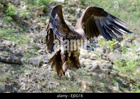 Cinereous vulture, Coprinus monachus, oiseaux, accipitrids, vautours de l'ancien monde, les vautours, les charognards, les animaux, l'Allemagne, l'Europe, Banque D'Images