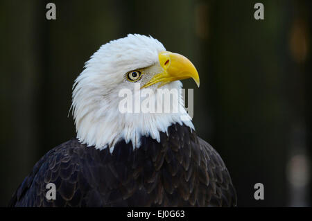 USA, Floride, Comté de Franklin, Apalachicola, Pygargue à tête blanche portrait dans la capture, Haliaeetus leucocephalus Banque D'Images