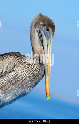 USA, Floride, Levy County, Cedar Key, Pélican brun Pelecanus occidentalis, Banque D'Images