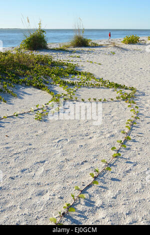 USA, Floride, Charlotte et Lee County, Gasparilla island, woman walking on beach Banque D'Images