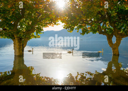 Trois cygnes nageant à l'inondation, majeur entre les arbres et de bancs à Ascona, Suisse. Banque D'Images