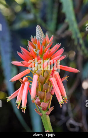 Vue rapprochée d'une belle fleur d'aloe vera. Banque D'Images