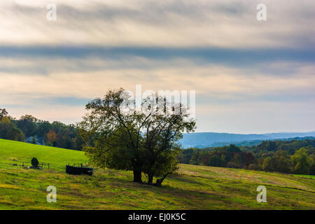 Arbre sur une colline dans les régions rurales du comté de Lancaster, Pennsylvanie. Banque D'Images