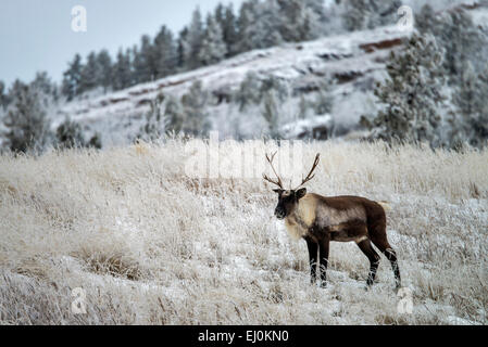 Bois de caribou, Rangifer tarandus, caribou, Yukon, Canada, de la faune, de préserver, d'animaux, l'hiver Banque D'Images
