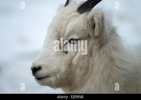 Le mouflon de Dall, Ovis dalli, Yukon, Canada, hiver, animaux, cornes Banque D'Images