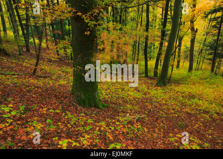 Arbre, tronc, feuilles, feuilles, bois, forêt de hêtres, arbres, détail, automne, l'arrière-plan, le feuillage feuillage, arbre, forêt de feuillus, patte Banque D'Images
