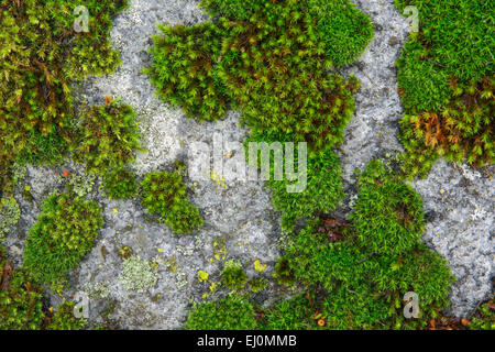 Détail, Falaise, rock, les cheveux des femmes, l'arrière-plan, moss moss, macro, motif, concepts, close-up, Suisse, Europe, pierre, abstrac Banque D'Images