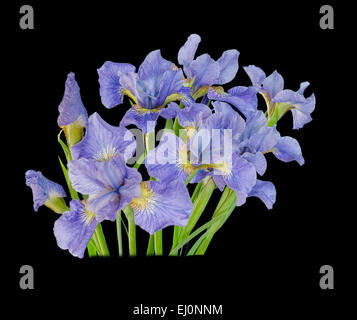 Magnifique bouquet de fleurs iris isolé sur fond noir Banque D'Images