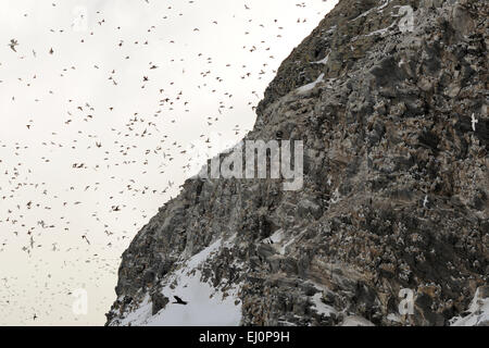 Le Macareux moine (Fratercula arctica) et de guillemots (Uria aalge) retourner dans de grandes quantités de retour vers leurs lieux de nidification. Banque D'Images