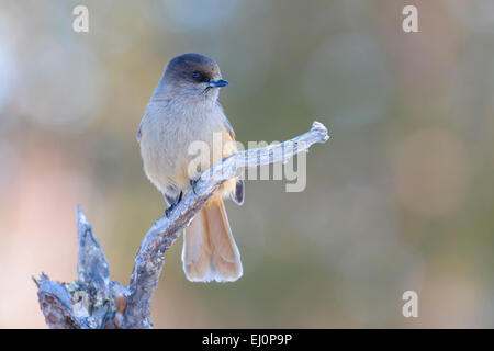 (Perisoreus infaustus de Sibérie) perché sur une branche, en Finlande. Banque D'Images