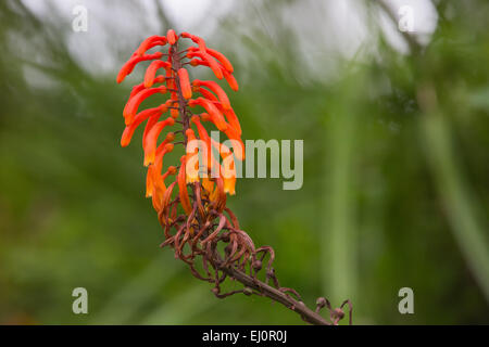 L'Afrique, Arusha, parc national, fleurs, plantes, les voyages, la Tanzanie, l'Afrique de l'Est, en pleine nature Banque D'Images