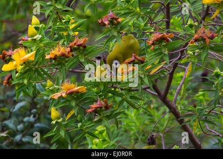 L'Afrique, Arusha, parc national, bluehead diloba caeruleocephala,, les voyages, la Tanzanie, l'Afrique de l'Est, les animaux, les oiseaux, les oiseaux, désert, Banque D'Images