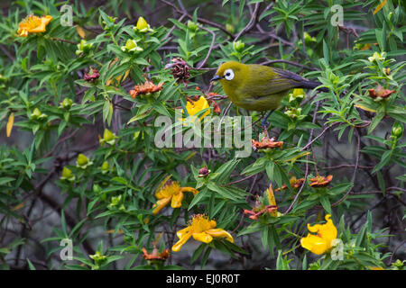 L'Afrique, Arusha, parc national, bluehead diloba caeruleocephala,, les voyages, la Tanzanie, l'Afrique de l'Est, les animaux, les oiseaux, les oiseaux, désert, Banque D'Images