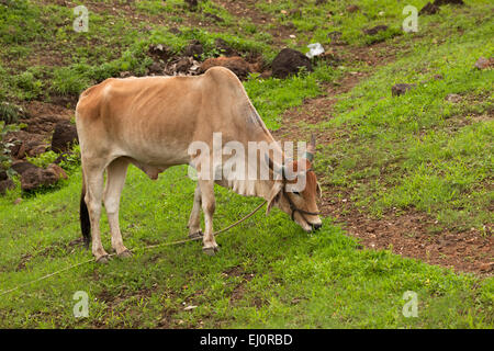 Vache Indiens mangent de l'herbe dans le champ. Banque D'Images