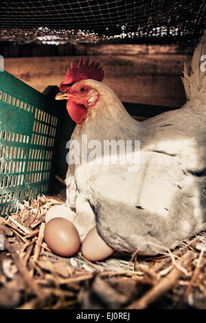 La poule blanche avec plusieurs grands oeufs frais Banque D'Images