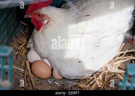 La poule blanche avec plusieurs grands oeufs frais Banque D'Images