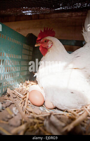 La poule blanche avec plusieurs grands oeufs frais Banque D'Images