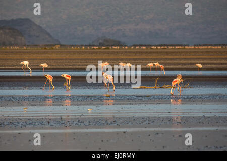 L'Afrique, Flamingo, le lac Natron, paysage, paysage, la lumière, l'humeur, le lac Natron, voyage, lac, coucher du soleil, coucher du soleil, la Tanzanie, l'Afrique de l'Est Banque D'Images