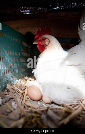 La poule blanche avec plusieurs grands oeufs frais Banque D'Images