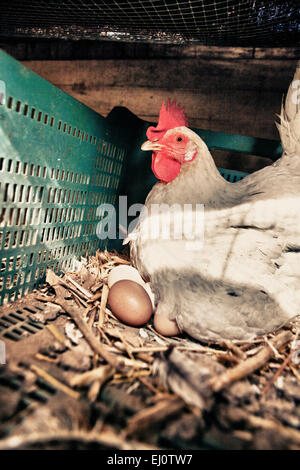 La poule blanche avec plusieurs grands oeufs frais Banque D'Images