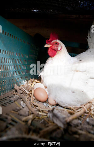 La poule blanche avec plusieurs grands oeufs frais Banque D'Images