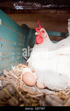 La poule blanche avec plusieurs grands oeufs frais Banque D'Images